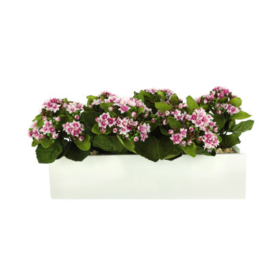 Kalanchoe Arrangement in Fiberstone Planter