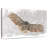 Brampt Blizzard Owl-107849275