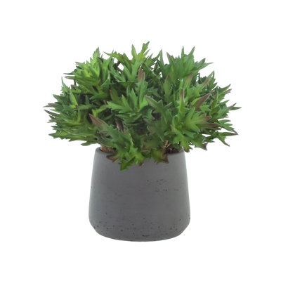 Agave Plant Arranged in Fiberstone Pot