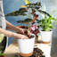 Pots à plantes avec trou de drainage-311241077