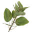 Cotinus Coggygria artificiel en pot vert-23267587