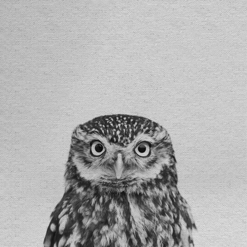Black and White Owl - Drawing on Canvas, 30cm H x 30cm W