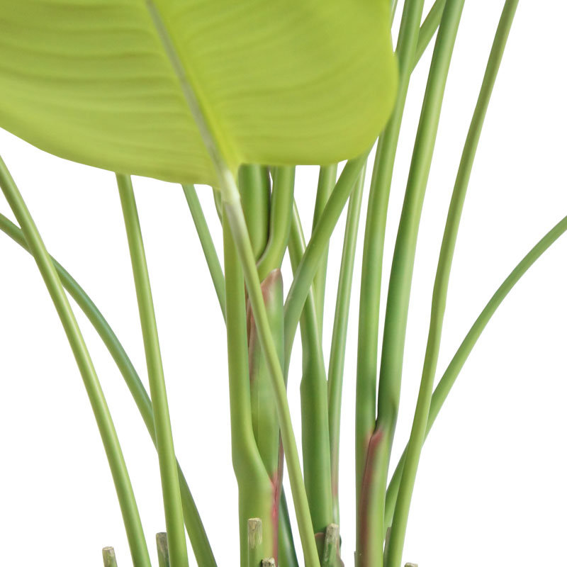 8FT Bird of Paradise Tree, Potted