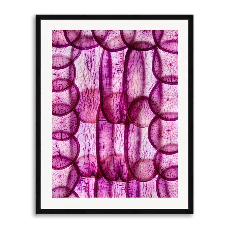 Radishes Print by Harold Davis, 30" H x 24" W, Black Framed Paper