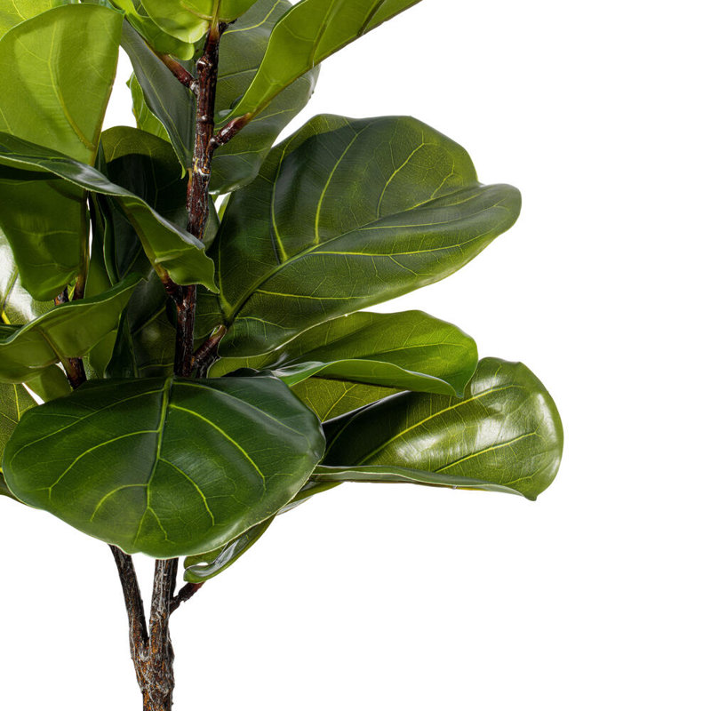 27,6 plante