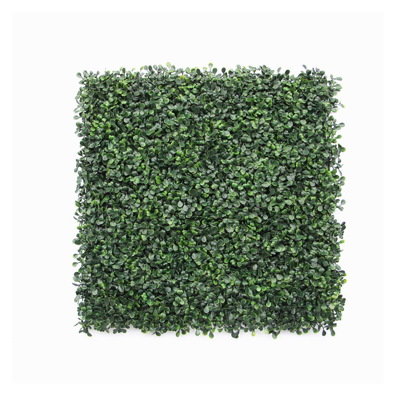 Plante Dicha 40