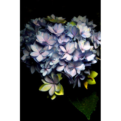 Hortensia bleu de Linde1