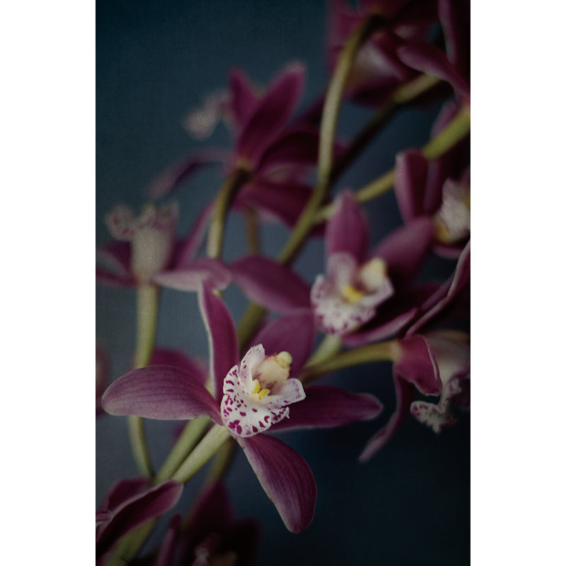 Dark Orchid III by Elizabeth Urquhart - Painting, 91cm H x 61cm W, Black Floater Framed