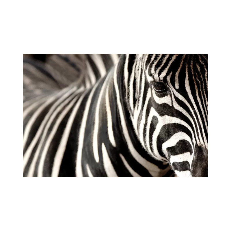 Zebra V by Goran Anastasovski - Wrapped Canvas Print, 20.32 cm H x 30.48 cm W