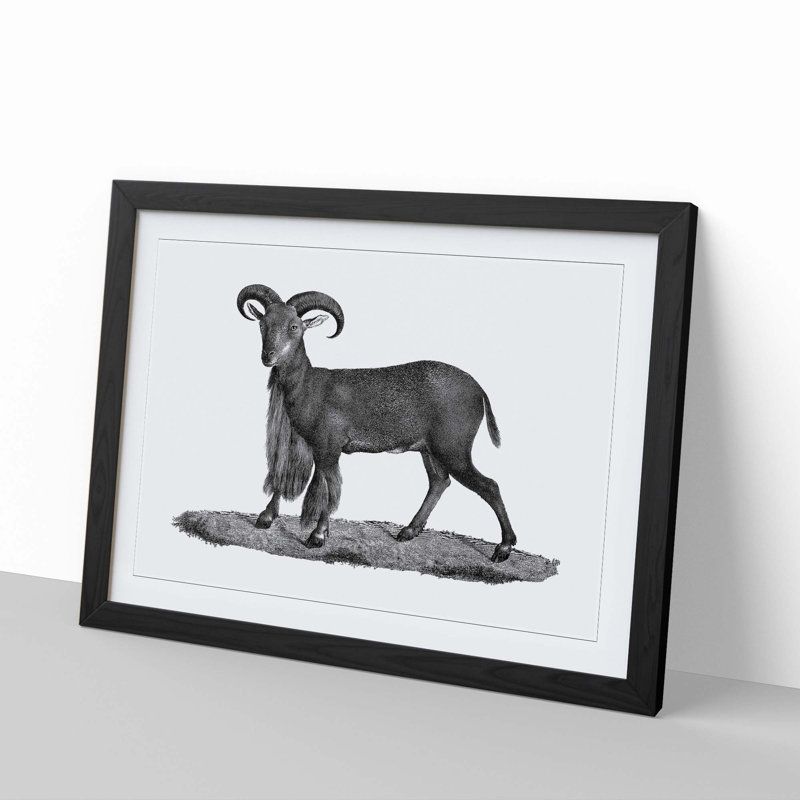 Goat Illustration - Picture Frame Drawing Print, Black Framed, 27cm H x 36cm W x 2cm D