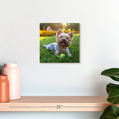 Crowle Yorkshire Terrier