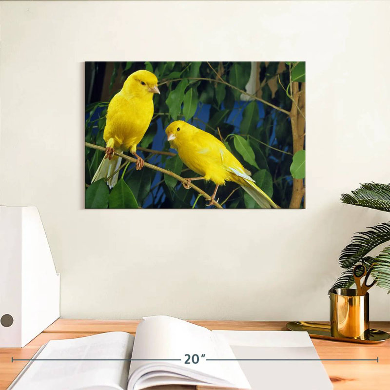 Canari Brampt, H 8 po x l 12 po