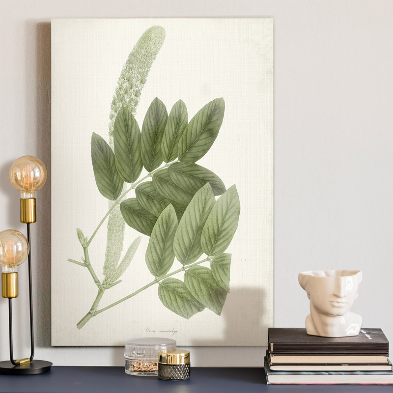 « Sage Botanical IV », reproduction d’art sur toile tendue, H 36 po x l 24 po x P 1 po