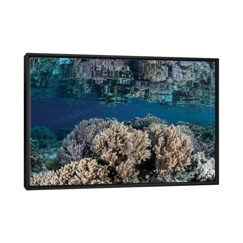 « a bon corail en corail dans les îles solomon ii », reproduction d’impression sur toile, H 18 po x l 26 po x P 1,5 po