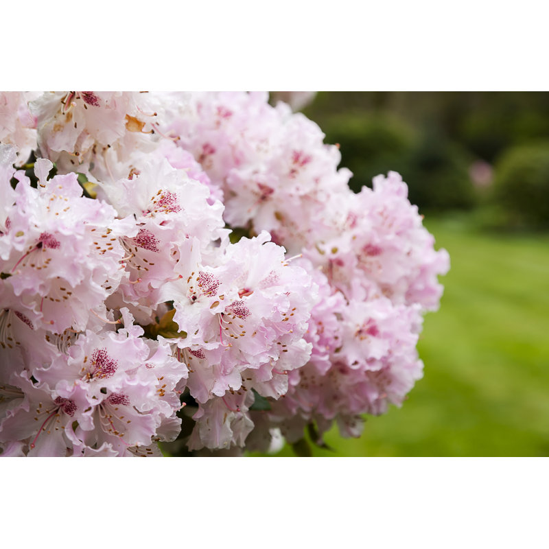 Beautiful Pink Rhododendron - Photographie sur toile tendue, H 8 po x l 12 po