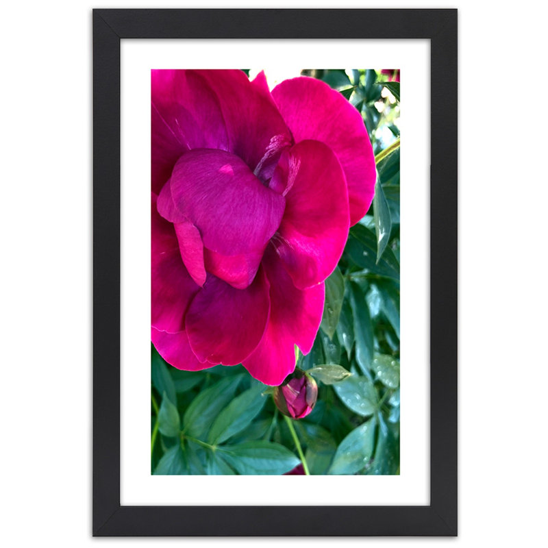 Peony Flower Pink Nature - Single Picture Frame Print, 100cm H x 70cm W, Black