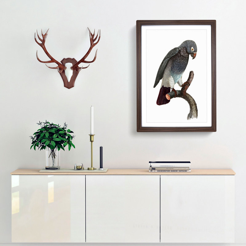 Grey Parrot Perched by F. Levaillant - Picture Frame Painting Print, 36cm H x 27cm W x 2cm D, Walnut Framed