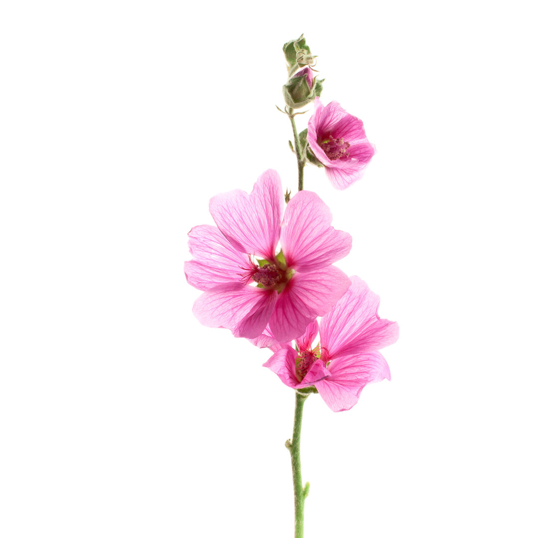 Leinwandbild Rosa Malvenblüten isoliert auf weißem Hintergrund