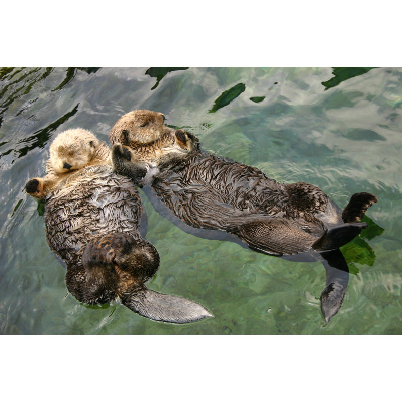 Relaxing Otters - Photographie sur toile tendue, H 24 po x l 36 po