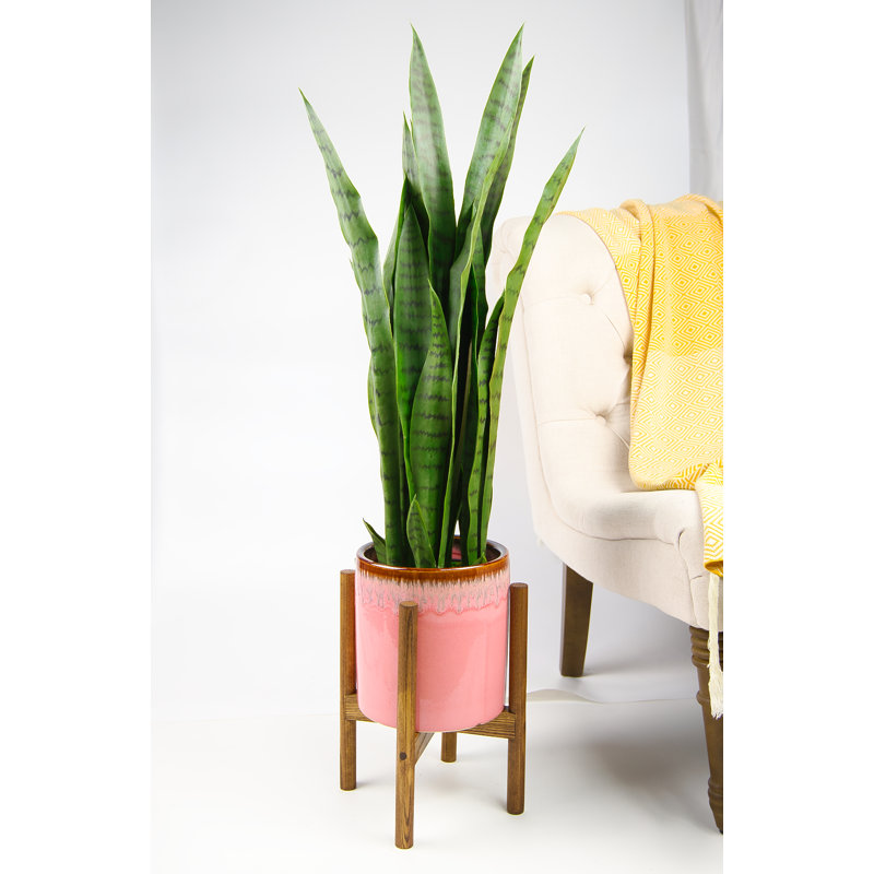 Olivencia Planter, Pink/Beech Natural, 13.4" H x 10.5" W x 10.5" D