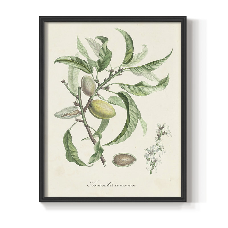 Antique Ammond Botanical IV, reproduction encadrée - bois massif, Noir, H 14 po x l 11 po