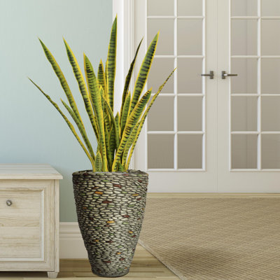 Panama 27,5 "Snake Plant in Pot