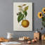 Agrume antique II - impression-1916319552