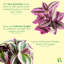 Live Tradescantia Nanouk Plant-2073886006