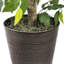 Ficus de 4 pieds dans un panier en métal cuivré
