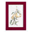 Watercolor Fruit Contour I - reproduction d'art sur toile-51458777-51458726