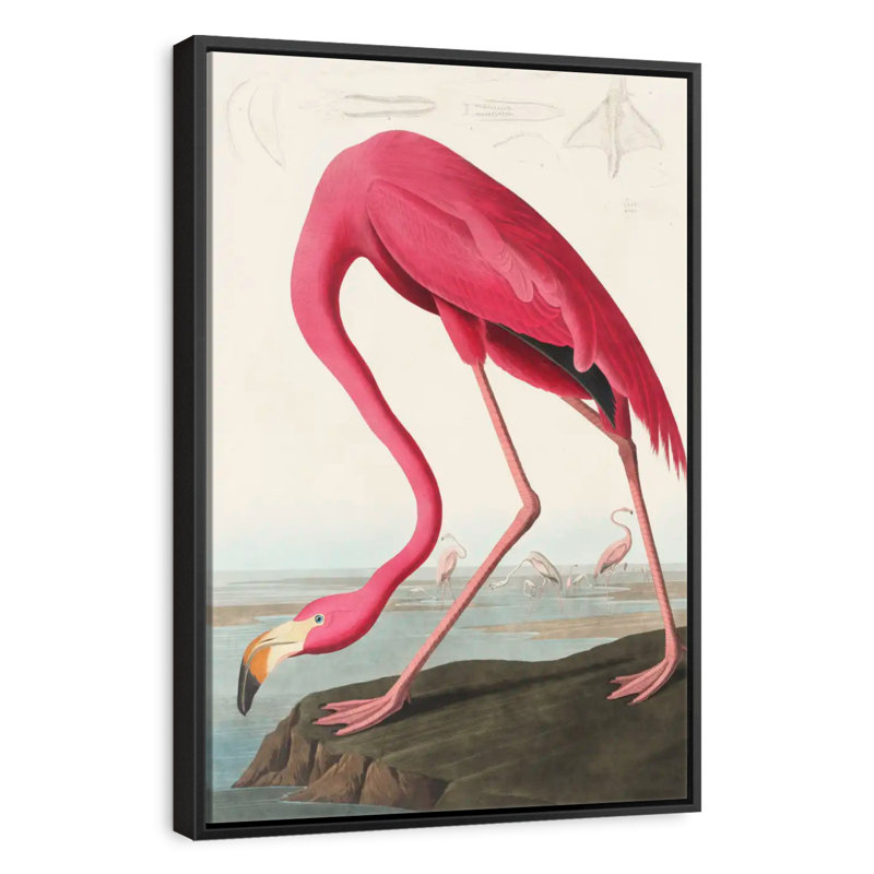 Flamant américain, Cadre flottant noir, 17 po x 25 po