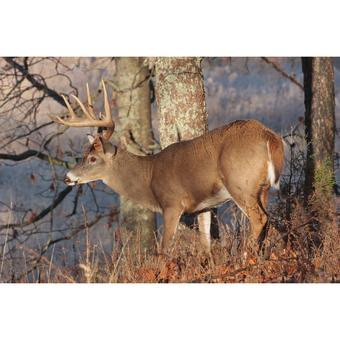 Leinwandbild Frosty White-Tailed Buck von Jens Lambert