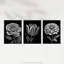 Elegant Single Tulip Rose Zinnia Spring Flowers Black White - 3 Piece No Frame Print Set-1651996318