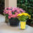 Weather Resistant Saucer Plant Stand