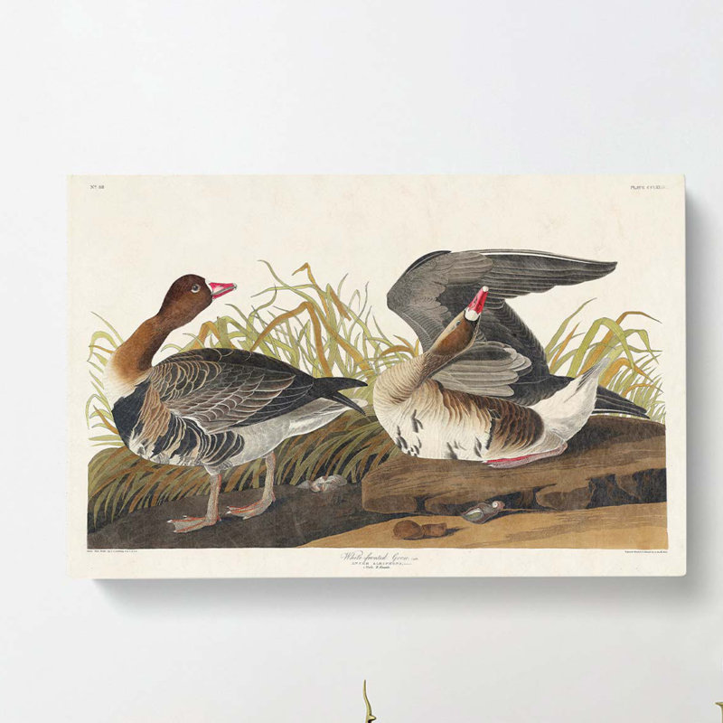White Fronted Goose - Wrapped Canvas Print, 35cm H x 50cm W x 3cm D