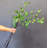 33" Cherry Leaf Arrangement(Set Of 5)