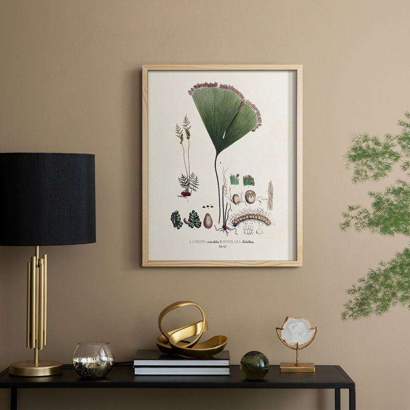 «Botanical Society Ferns IX», reproduction encadrée - bois massif, H 30 po x l 24 po