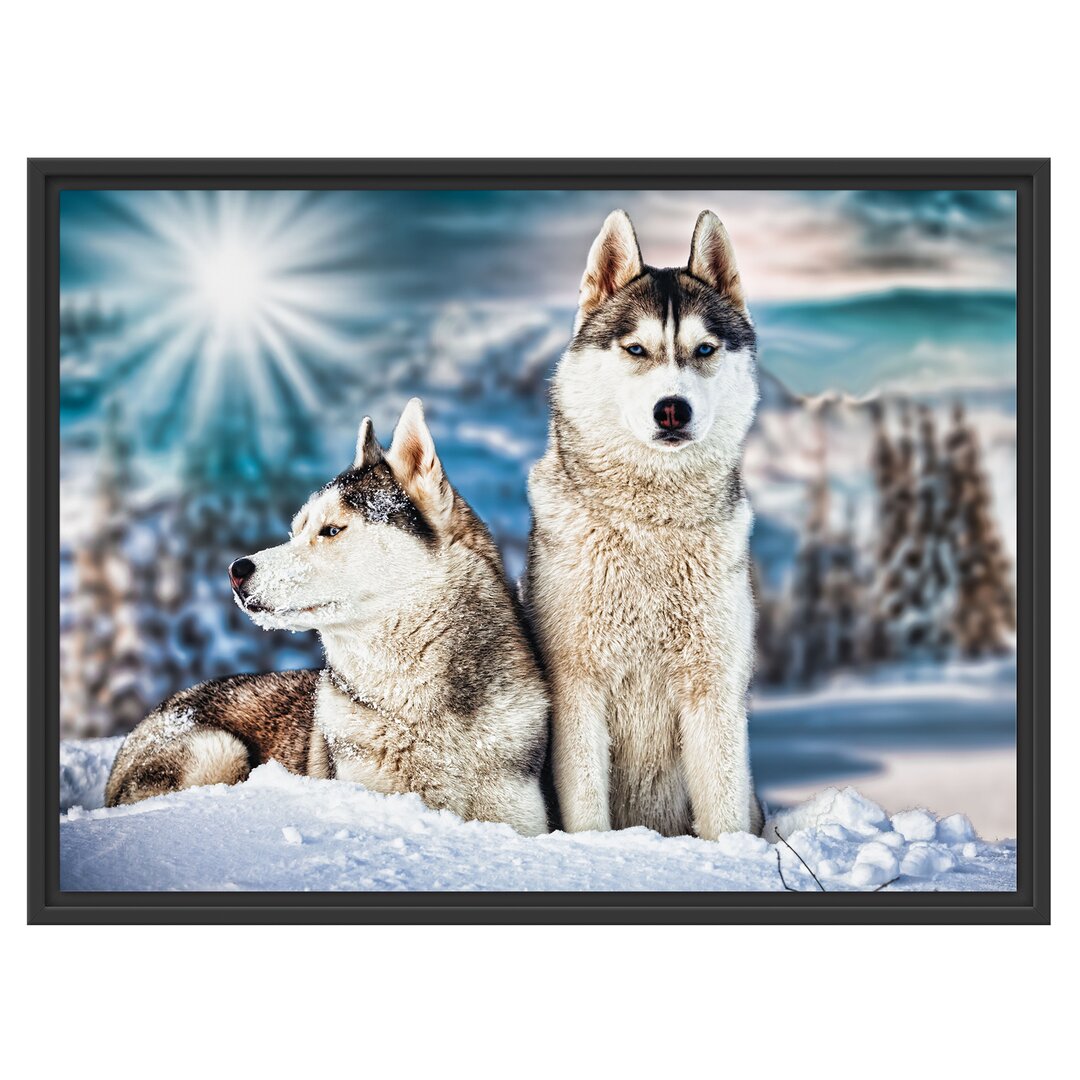 Gerahmtes Wandbild Zwei wilde Huskies