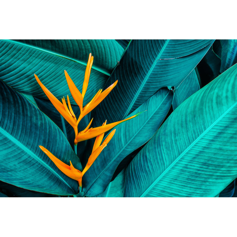 Tropical Flower, 81cm H x 122cm W x 3.8cm D