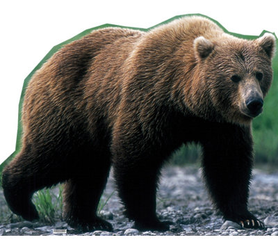 Grizzly Bear Life-Size Cardboard Stand-Up