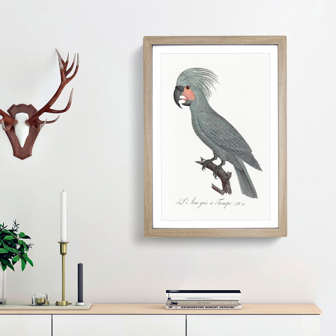A Palm Cockatoo by F. Levaillant - Framed Print