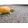 Farkas Wool Hand Woven Area Rug