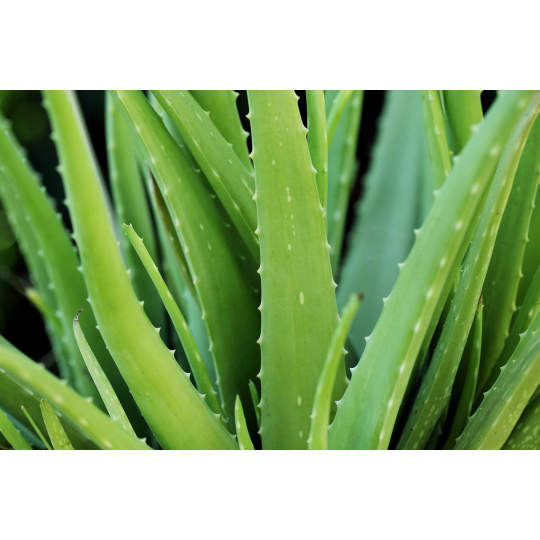 Aloe Vera Plant - Wrapped Canvas Print