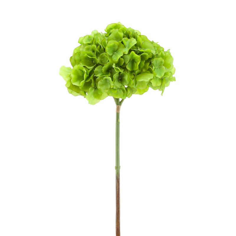 Hortensia Hortensia Sprays, Vert