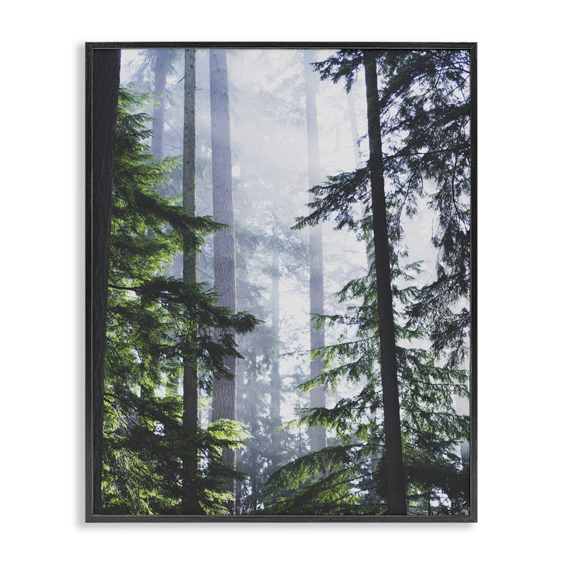 «Foggy Forest View», art de la giclée encadrée par Gail Peck, Giclée encadrée noir minuit, H 14 po x l 11 po
