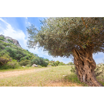 Olive par Fredfroese