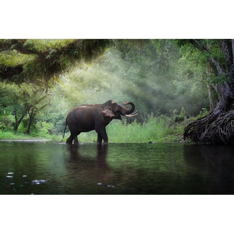 Wild Elephant by Goodze - Wrapped Canvas Print, 30cm H x 46cm W x 3.8cm D