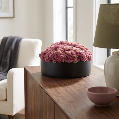 Sedum disposé dans un pot en fibre de pierre