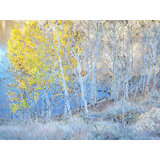 Autumn Aspen Grove Along Lakeshore Print by Bruce Heinemann