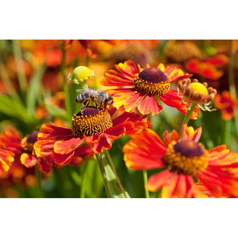 Floraville Honey Bee by VvoeVale - Wrapped Canvas Print, 30cm H x 46cm W 3.8cm D